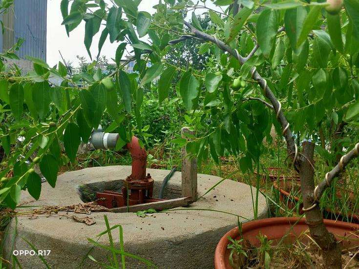 枣树盆景怎么蟠扎制作上的4个注意事项