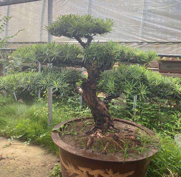 树桩盆景地植树桩怎么根系回缩的3个方法