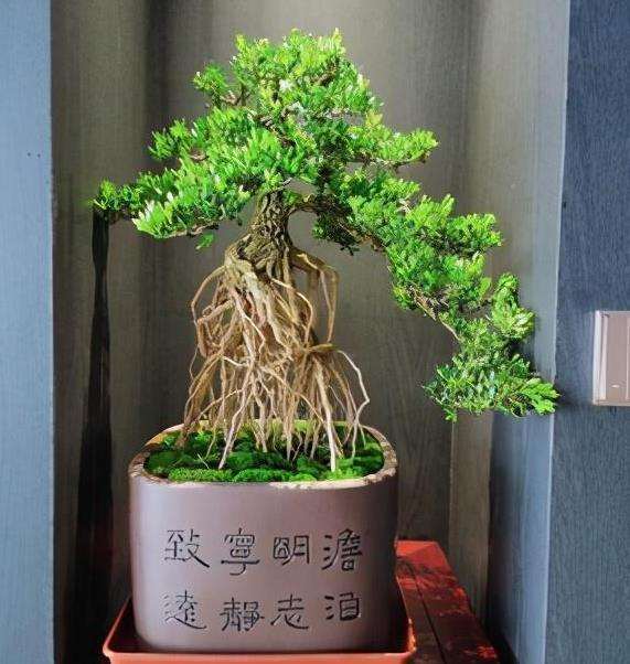 树桩盆景怎么翻盆用土的3个方法