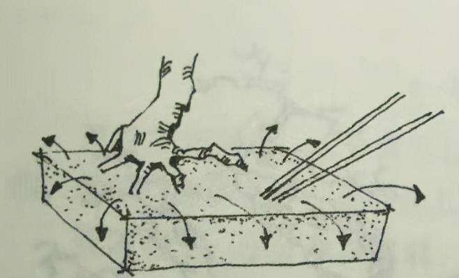 图解 树桩盆景怎么翻盆换土的时间和方法