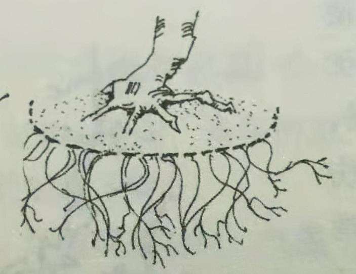 图解 树桩盆景怎么翻盆换土的时间和方法
