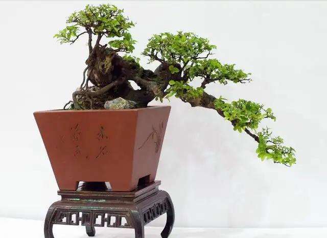 树桩盆景春季怎么施肥的3个方法