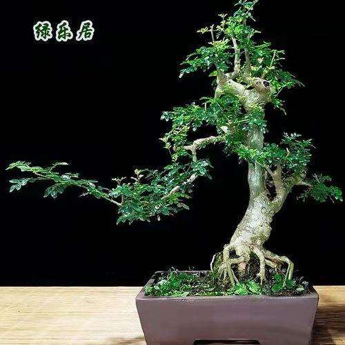 树桩盆景怎样克服盆面径流 提高水肥效率