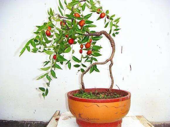 红枣盆景上盆前枣树的培养