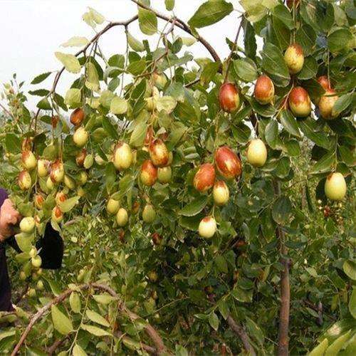 红枣盆景怎么整形修剪的4个步骤