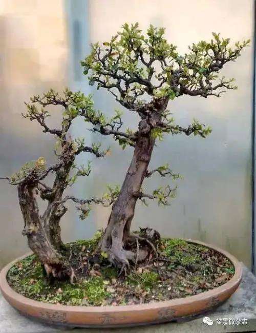 树桩盆景冬季怎样管理的5个方法