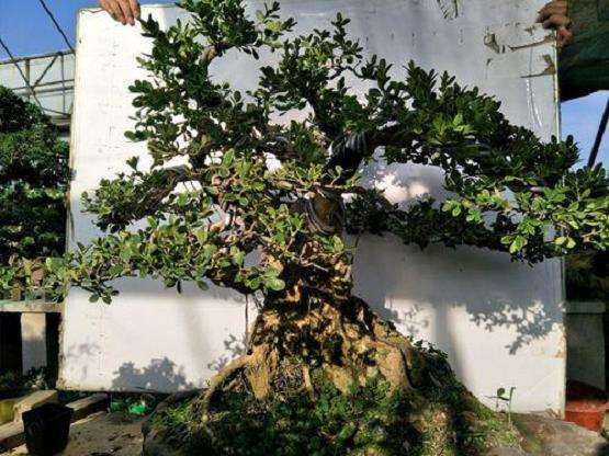 黄杨盆景怎么扦插繁殖的3个步骤