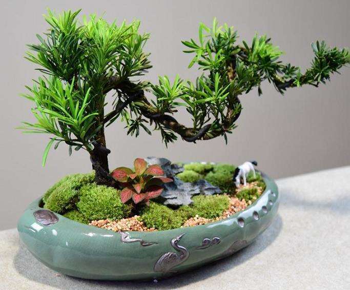 树桩盆景无根生桩成活机理及出枝时的蟠扎