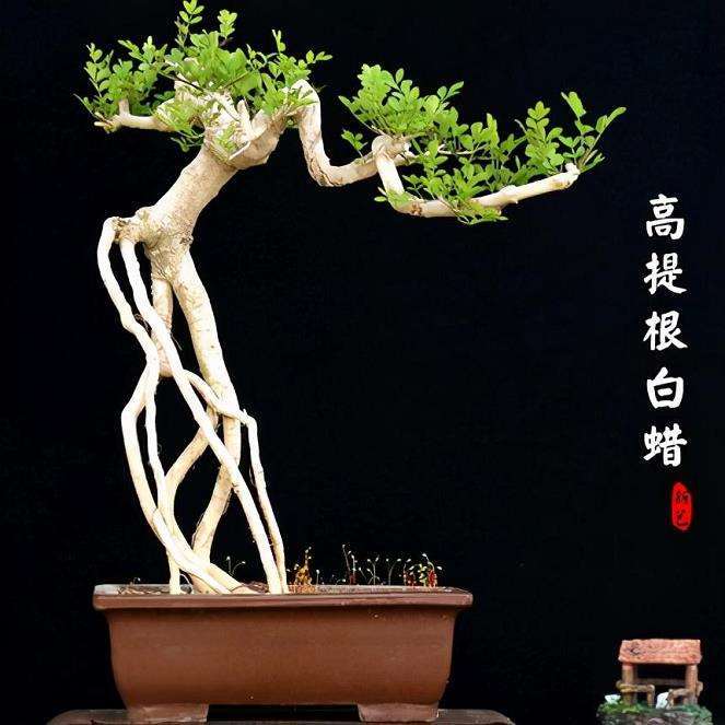 树桩盆景生桩最易和最难成活的树种