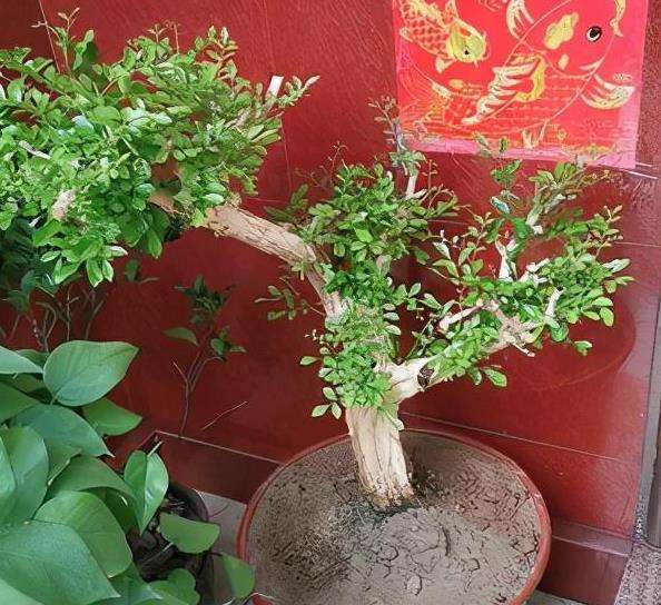 树桩盆景成熟怎么判断识别的5个方法