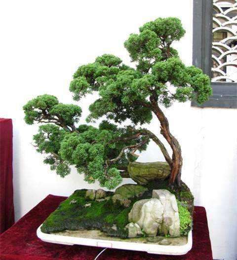 树桩盆景弱势生桩怎样养护 树干怎样保湿