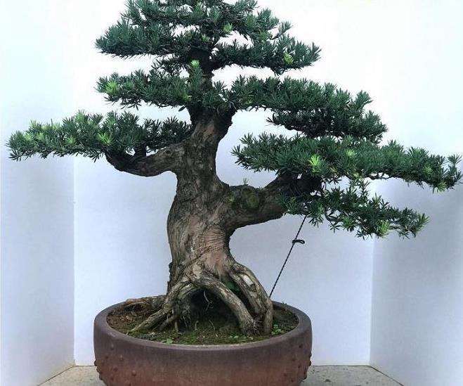 树桩盆景新桩埋土高低 出芽部位的判断