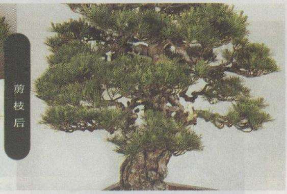 图解 赤松盆景怎么改作的23个步骤