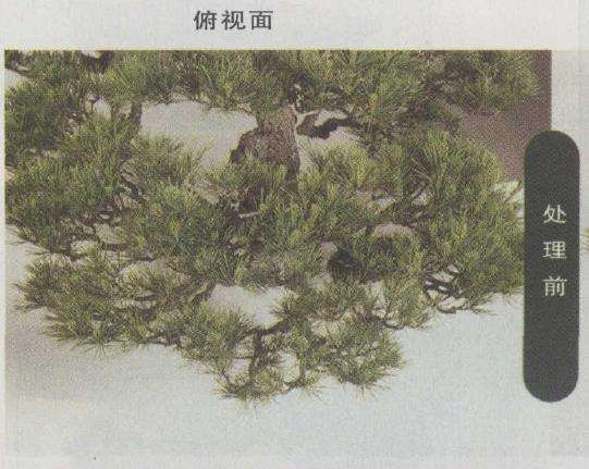 图解 赤松盆景怎么改作的23个步骤