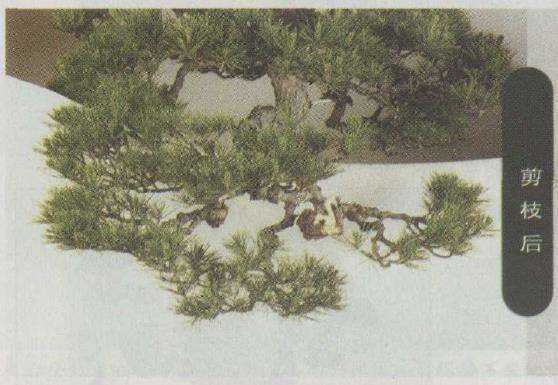 图解 赤松盆景怎么改作的23个步骤