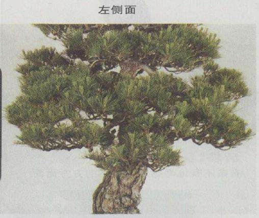 图解 赤松盆景怎么改作的23个步骤