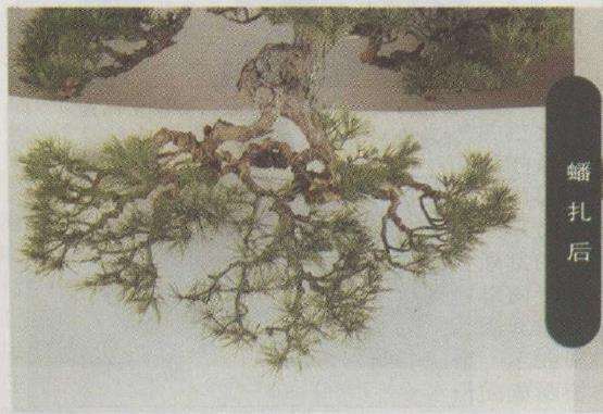 图解 赤松盆景怎么改作的23个步骤