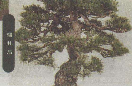 图解 赤松盆景怎么改作的23个步骤