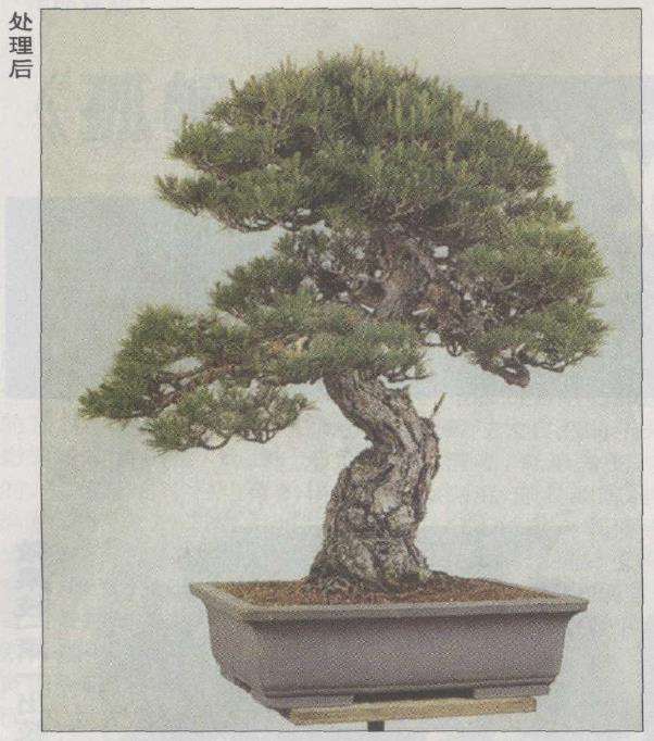 图解 赤松盆景怎么改作的23个步骤