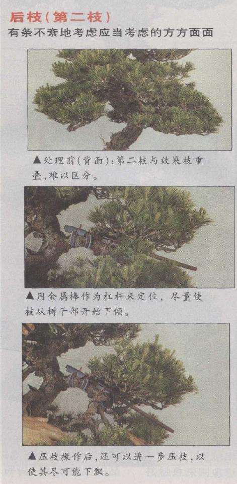 图解 赤松盆景怎么改作的23个步骤