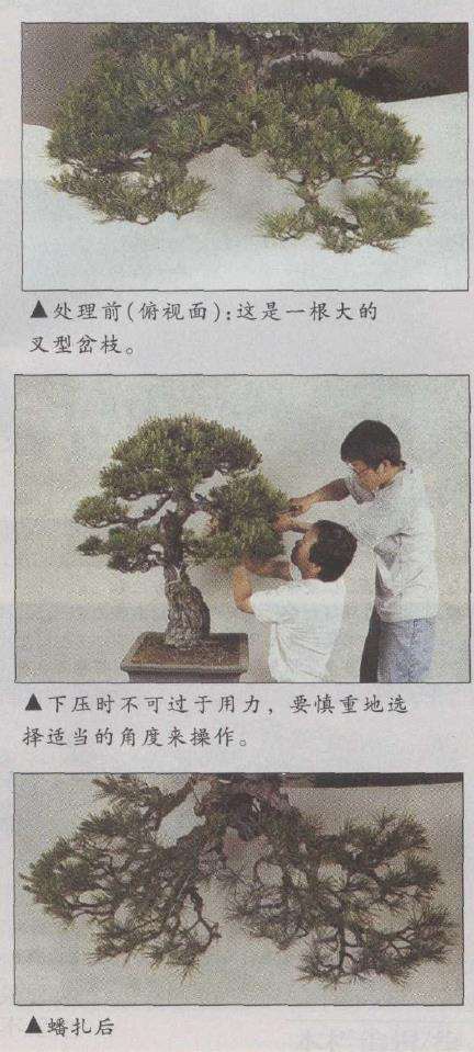 图解 赤松盆景怎么改作的23个步骤