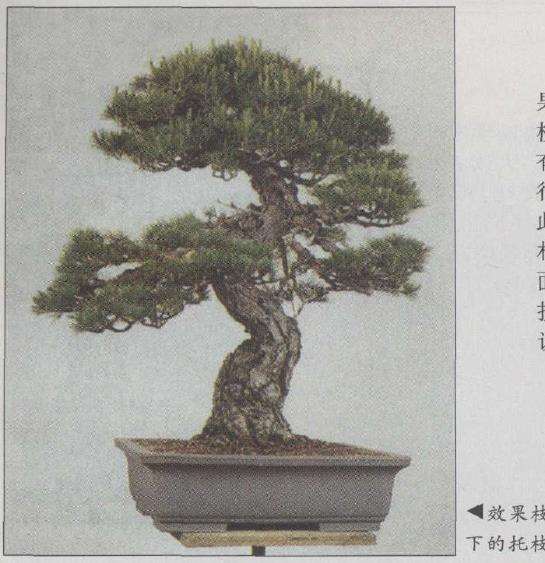 图解 赤松盆景怎么改作的23个步骤