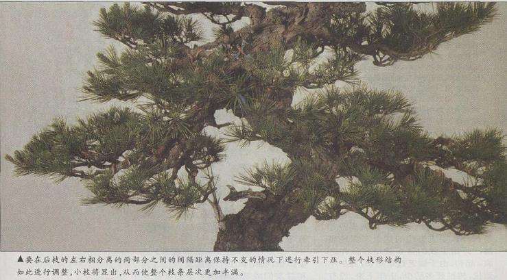 图解 赤松盆景怎么改作的23个步骤