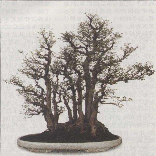 从盆景艺术谈中国思想传统