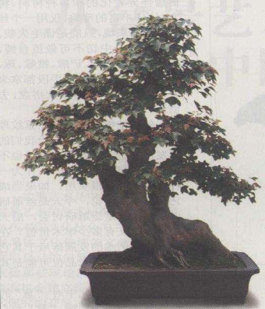 从盆景艺术谈中国思想传统