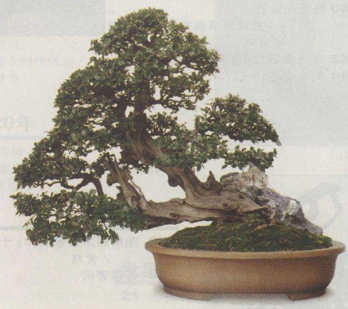 从盆景艺术谈中国思想传统