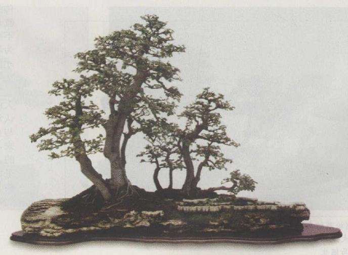 我对中国传统盆景的5个思考