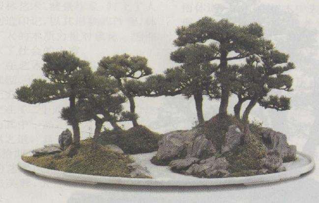 我对中国传统盆景的5个思考
