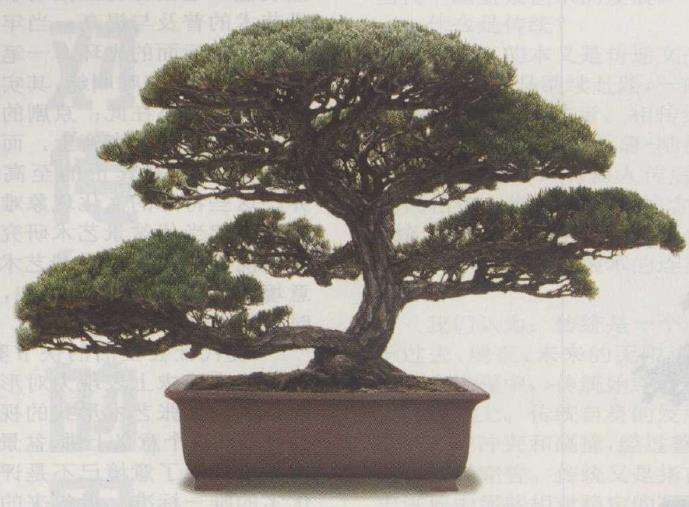 我对中国传统盆景的5个思考