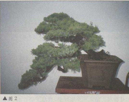 图解 台湾真柏盆景怎么改作的11个步骤