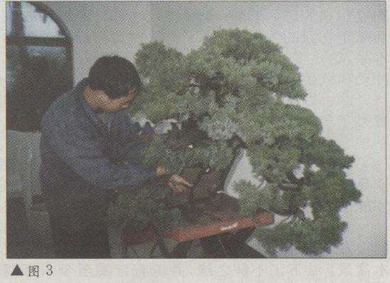 图解 台湾真柏盆景怎么改作的11个步骤