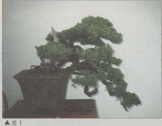 图解 台湾真柏盆景怎么改作的11个步骤