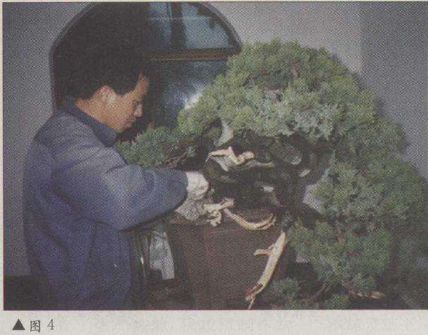 图解 台湾真柏盆景怎么改作的11个步骤