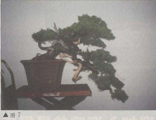 图解 台湾真柏盆景怎么改作的11个步骤