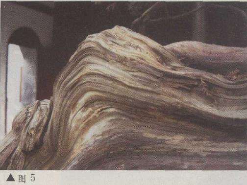 图解 台湾真柏盆景怎么改作的11个步骤