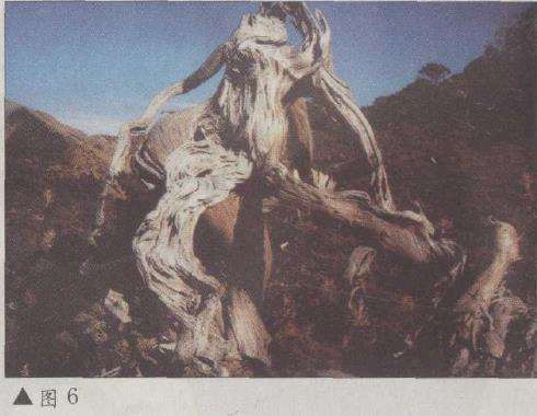 图解 台湾真柏盆景怎么改作的11个步骤