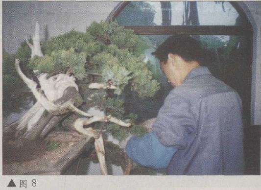 图解 台湾真柏盆景怎么改作的11个步骤