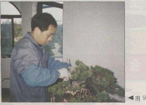 图解 台湾真柏盆景怎么改作的11个步骤