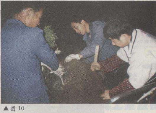 图解 台湾真柏盆景怎么改作的11个步骤