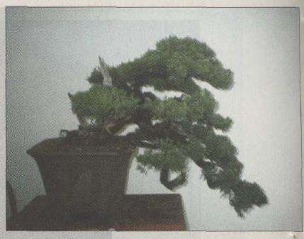 图解 台湾真柏盆景怎么改作的11个步骤