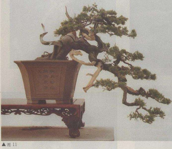 图解 台湾真柏盆景怎么改作的11个步骤