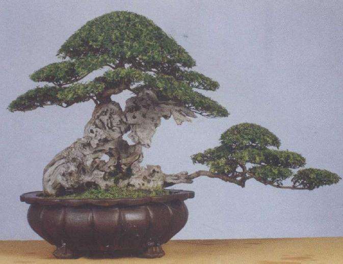 我在南阳玩盆景的时间不太长 但勤奋好学