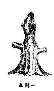 图解 三角枫盆景《雄风》的设计制作