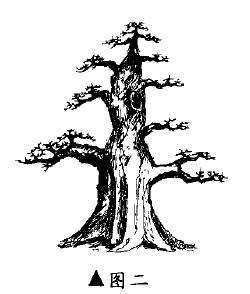 图解 三角枫盆景《雄风》的设计制作