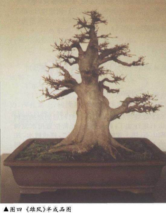 图解 三角枫盆景《雄风》的设计制作