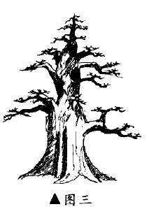 图解 三角枫盆景《雄风》的设计制作